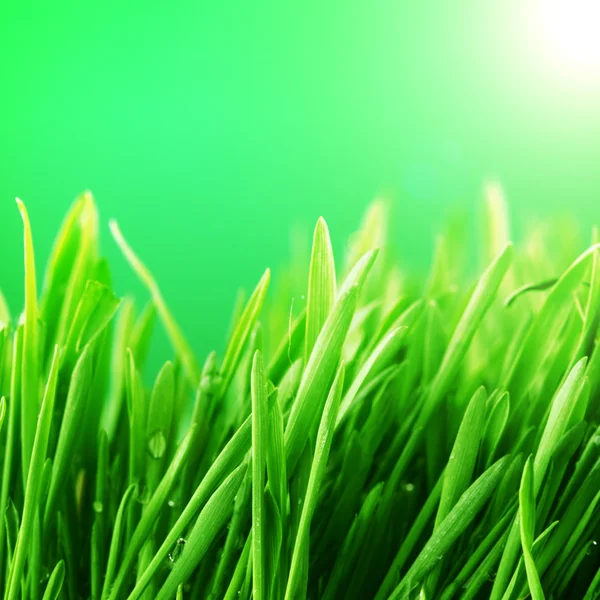 草の自然の背景 — ストック写真