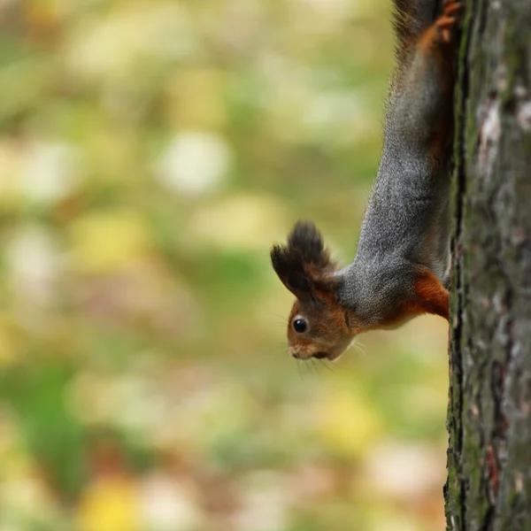 Squirrel in autumn forest — Stock Photo, Image