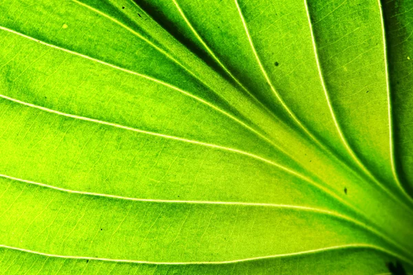 Makro tekstura zielonych liści — Zdjęcie stockowe
