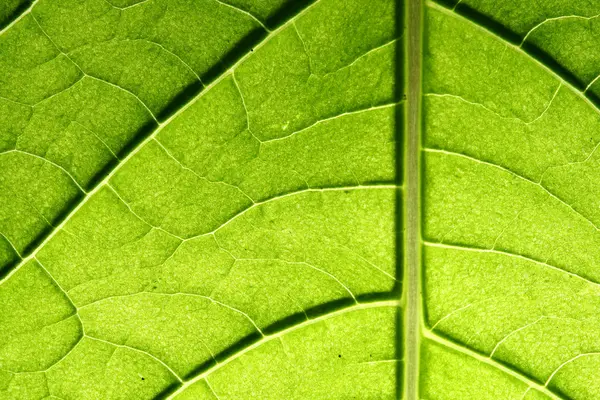 Hoja verde macro textura — Foto de Stock