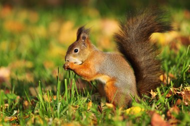 Squirrel in the autumn forest clipart