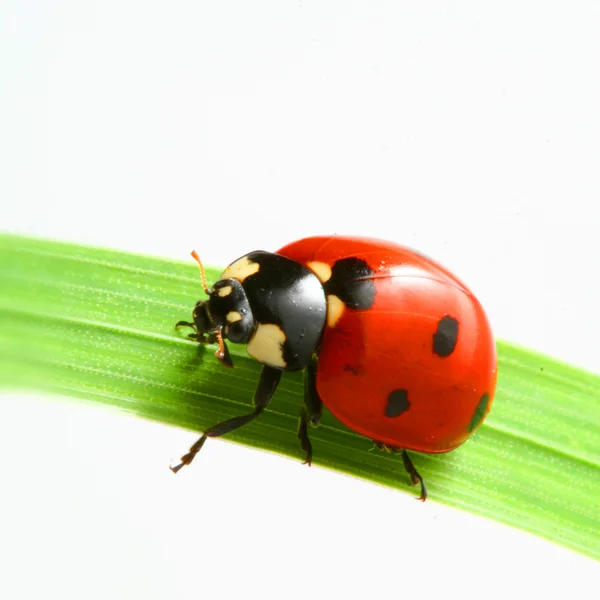 สีแดง ladybug — ภาพถ่ายสต็อก