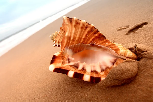 stock image Shell