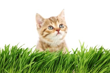 Cat behind grass clipart