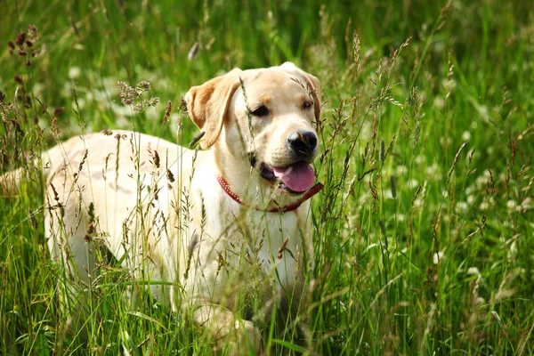 Cão jogar na grama — Fotografia de Stock