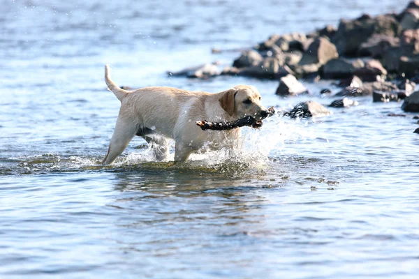 Suda köpek oyna — Stok fotoğraf