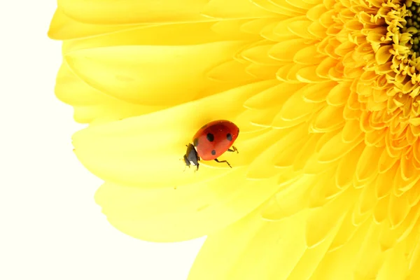 Katicabogár sárga virágon — Stock Fotó
