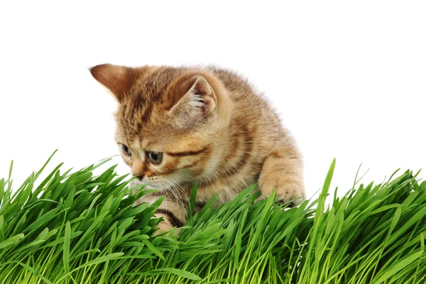 草の後ろに猫 — ストック写真