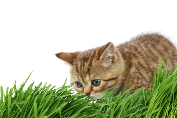 Katze hinter Gras — Stockfoto