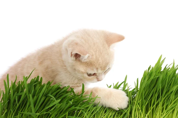 Katten bakom gräs — Stockfoto