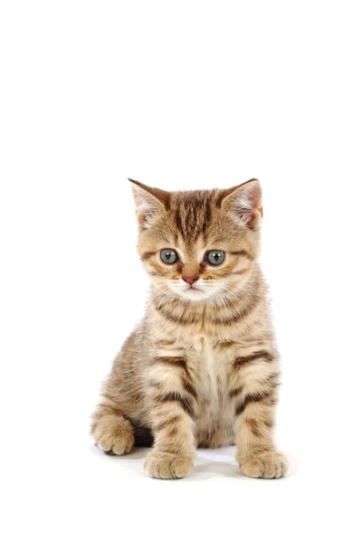 Изолированная кошка — стоковое фото