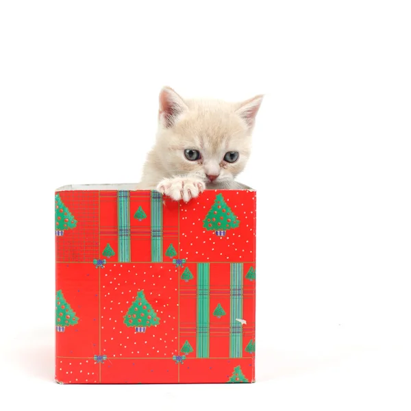 Gatto in confezione regalo — Foto Stock