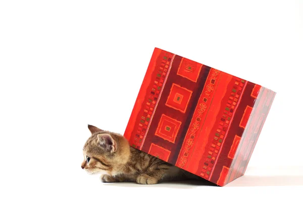 Kočka v dárkové krabičce — Stock fotografie