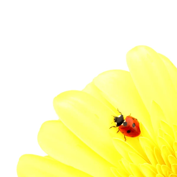 Ladybug on yellow flower Royalty Free Stock Photos