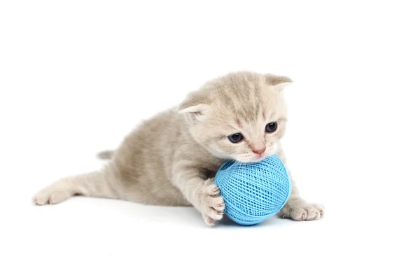 Gatto e palla di lana blu — Foto Stock