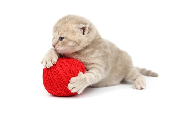 Gato e bola de lã vermelha — Fotografia de Stock
