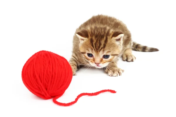Balle de laine rouge et chat — Photo