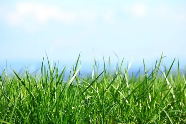 緑の草 — ストック写真