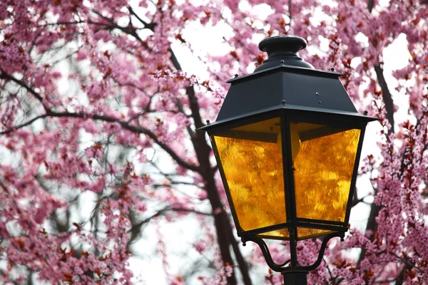 Lanterna em lilás — Fotografia de Stock