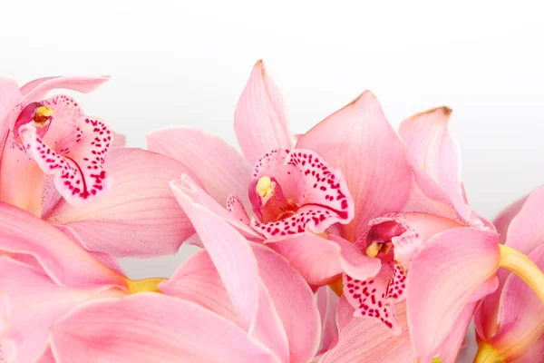 Орхідея ізольовані — стокове фото