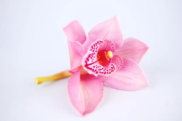 Orchid isolerade — Stockfoto