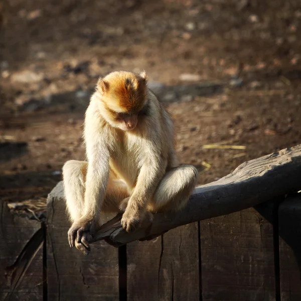 Majmok állatkert — Stock Fotó