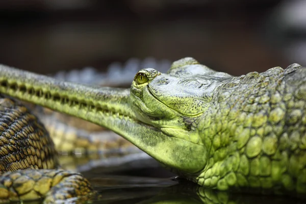 Cocodrilo gavial —  Fotos de Stock