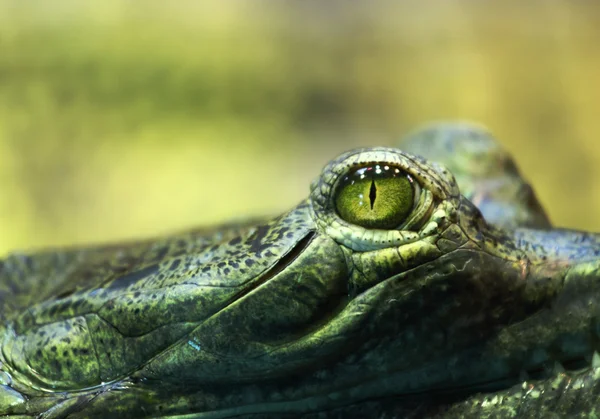 Gavial crocodile — Stock Photo, Image