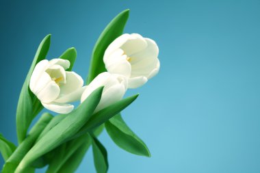 White tulip clipart