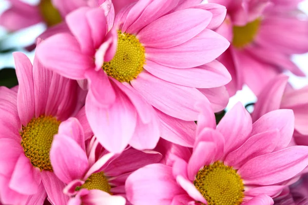 Pink chrysanthemum — Stock Photo, Image
