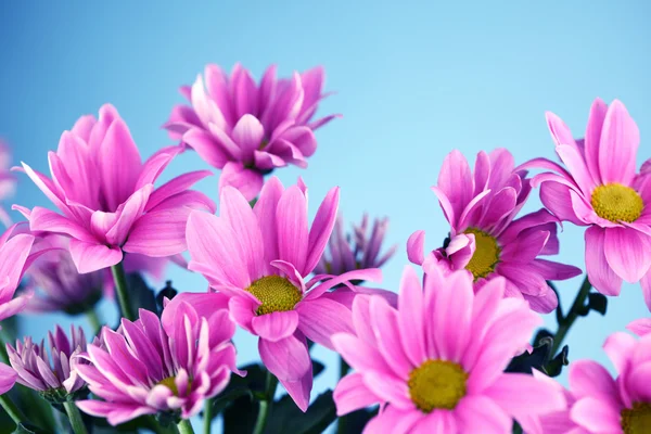 Crisantemo rosa — Foto Stock
