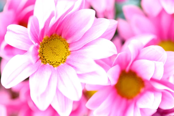 Chryzantema różowa — Zdjęcie stockowe