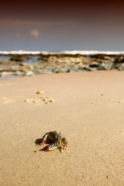 Caranguejo na praia — Fotografia de Stock