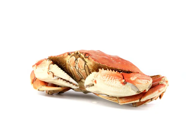 Dungeness crab — Stockfoto