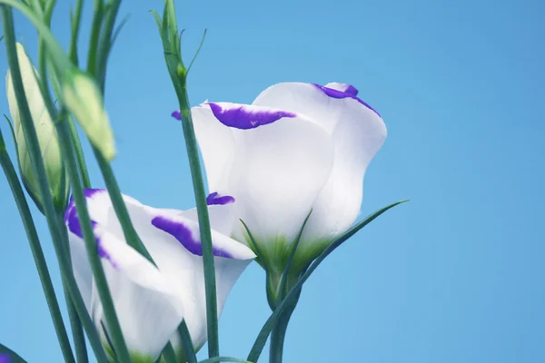 stock image Lisianthus eustoma blue shadow