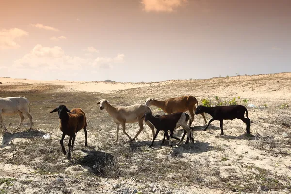 Desert goats — Stock Photo, Image