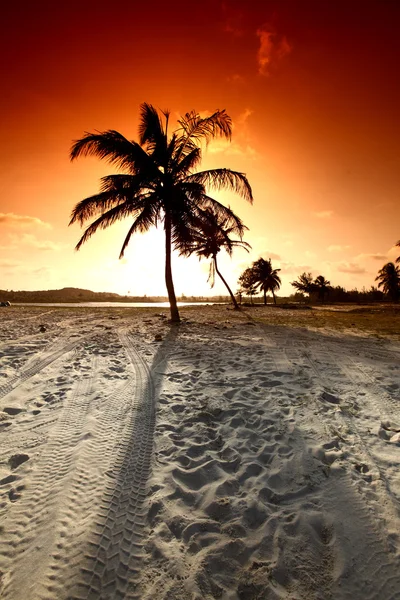 日出棕榈 — 图库照片