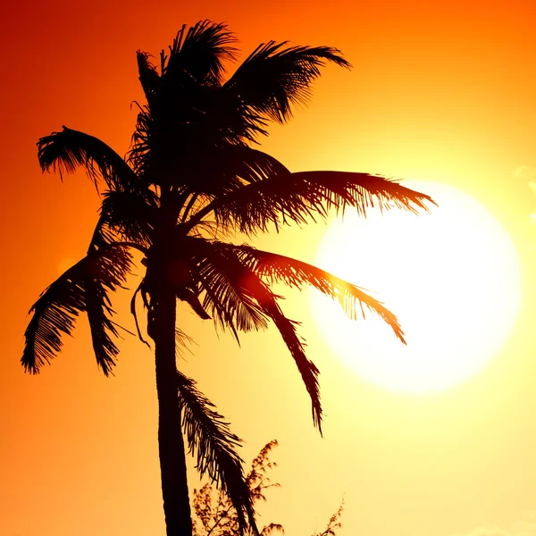 Sonnenaufgangspalme — Stockfoto