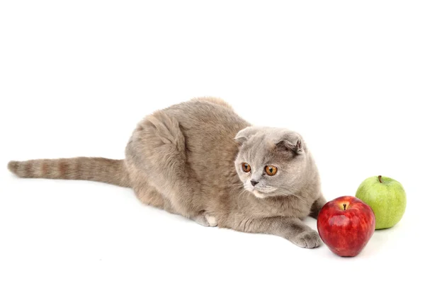 Kot jabłka — Zdjęcie stockowe