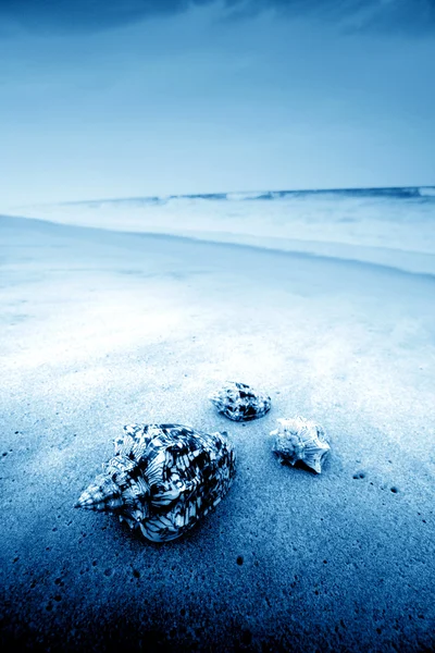 Shell na písku — Stock fotografie