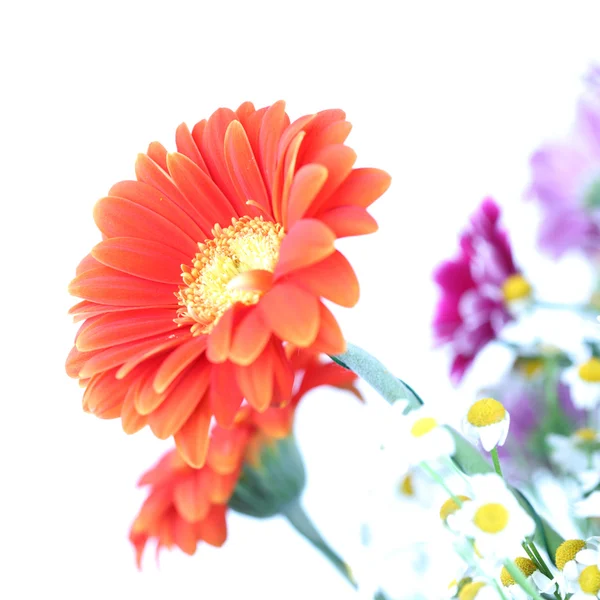 Színes nyári virágok — Stock Fotó