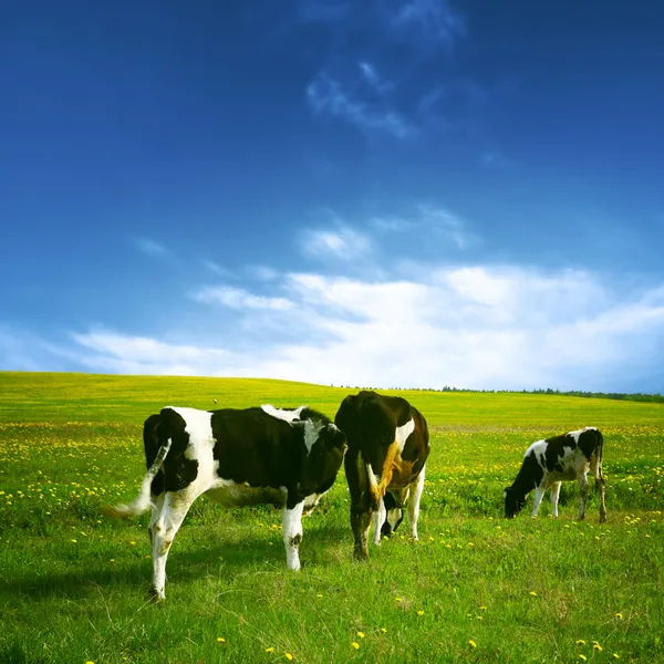 Корова краєвид — стокове фото