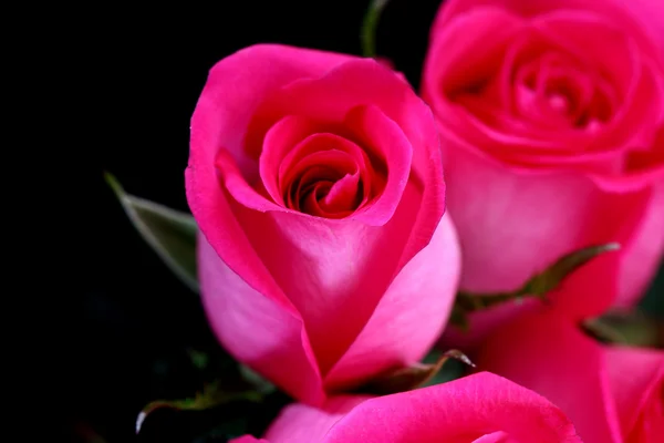 Rosa rosa — Fotografia de Stock