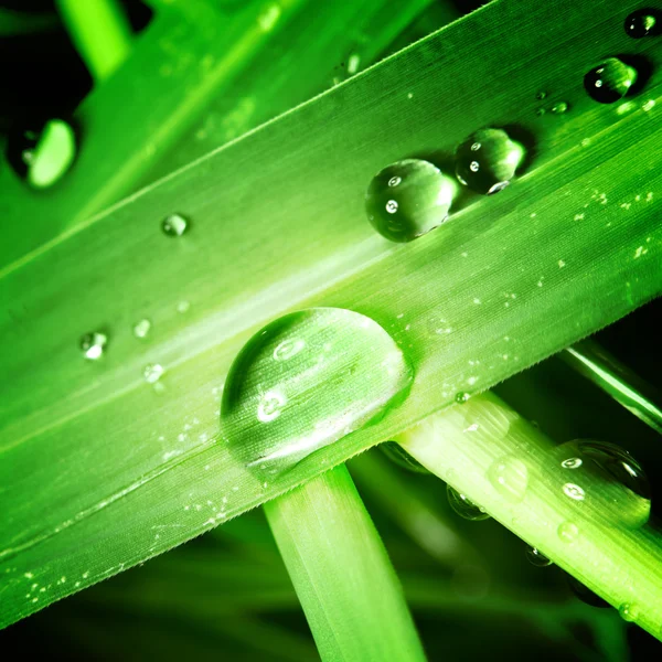 stock image Drop on grass