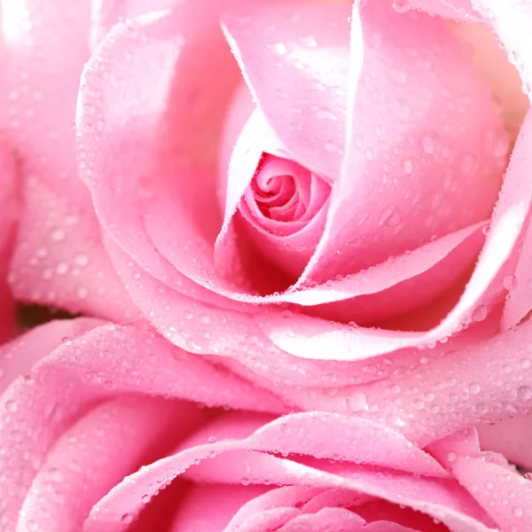 Pink rose Royalty Free Stock Photos