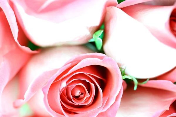 Pink rose Stock Picture