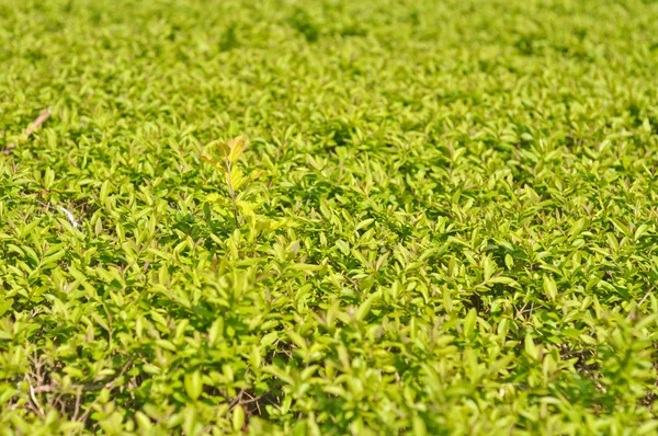 stock image Thickets of bright green shrubby foliage