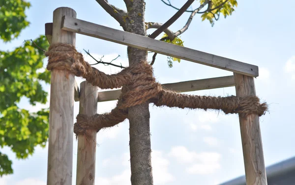Couverture bois et corde pour jeune arbre — Photo
