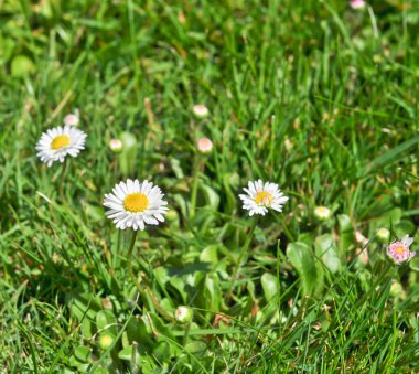 Bush papatya yeşil çim