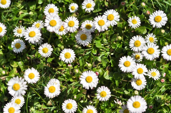 stock image Bush daisies in green grass